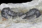 Two Detailed Gerastos Trilobite Fossils - Morocco #145766-4